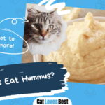 Can Cats Eat Hummus