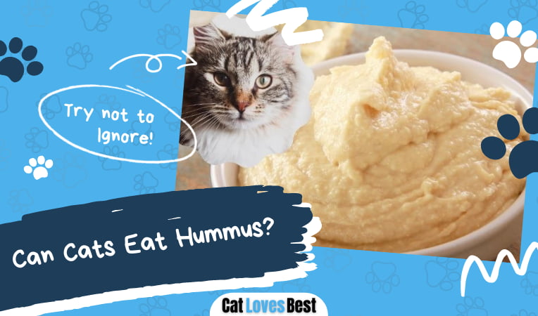 Can Cats Eat Hummus