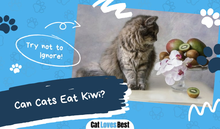 Can Cats Eat Kiwi