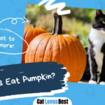 Can Cats Eat Pumpkin