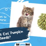 Can Cats Eat Pumpkin Seeds