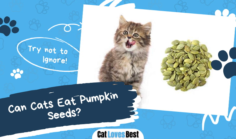 Can Cats Eat Pumpkin Seeds