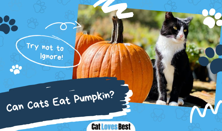 Can Cats Eat Pumpkin