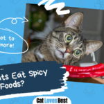 Can Cats Eat Spicy Foods