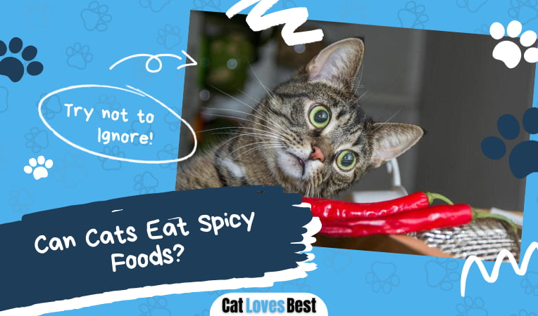 Can Cats Eat Spicy Foods