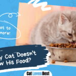 Cat Doesn't Chew His Food