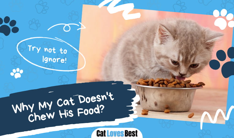 Cat Doesn't Chew His Food