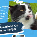 Cat Ice Cream Recipes