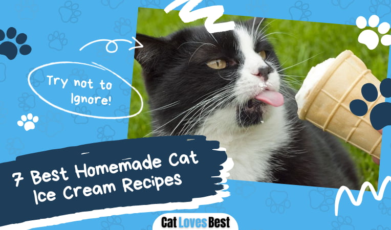 Cat Ice Cream Recipes