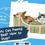 Cat Peeing on Dog Bed