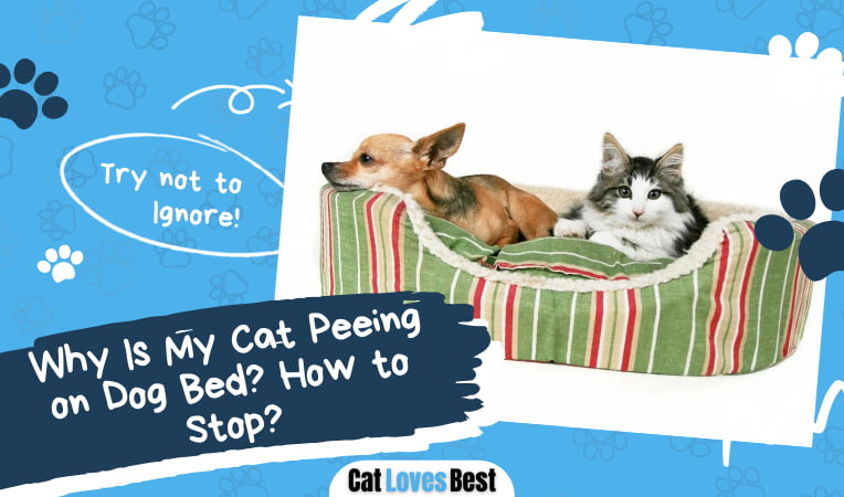 Cat Peeing on Dog Bed