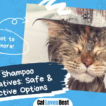 Cat Shampoo Alternatives