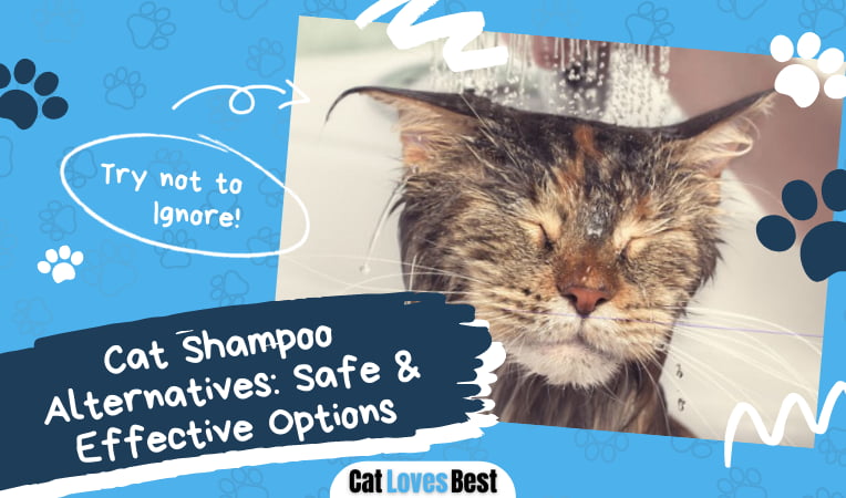 Cat Shampoo Alternatives