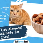 Cats Eat Almonds