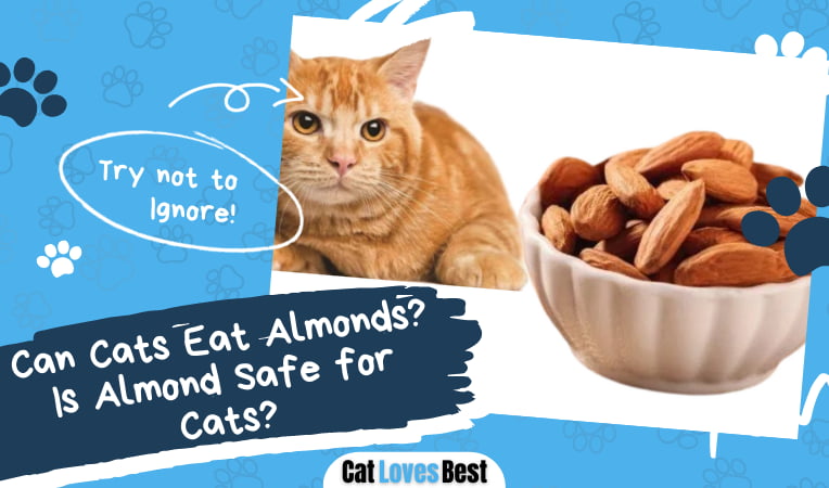 Cats Eat Almonds