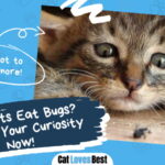 Can Cats Eat Bugs
