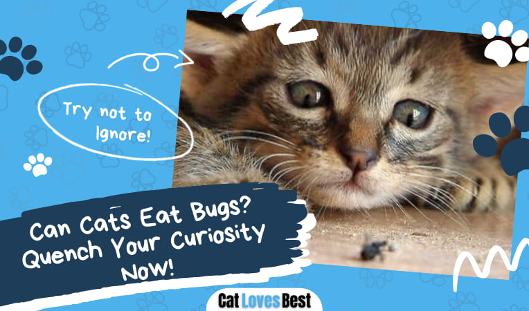 Can Cats Eat Bugs