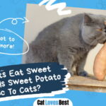 Cats Eat Sweet Potato
