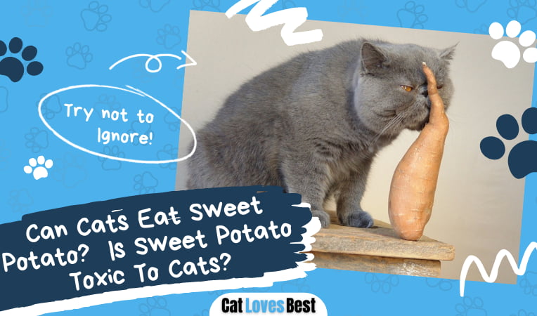 Cats Eat Sweet Potato