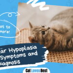 Cerebellar Hypoplasia in Cats