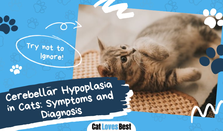 Cerebellar Hypoplasia in Cats