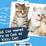 Cool Cat Names