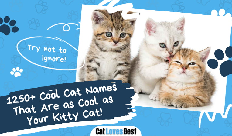 Cool Cat Names