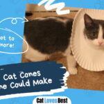 DIY Cat cone