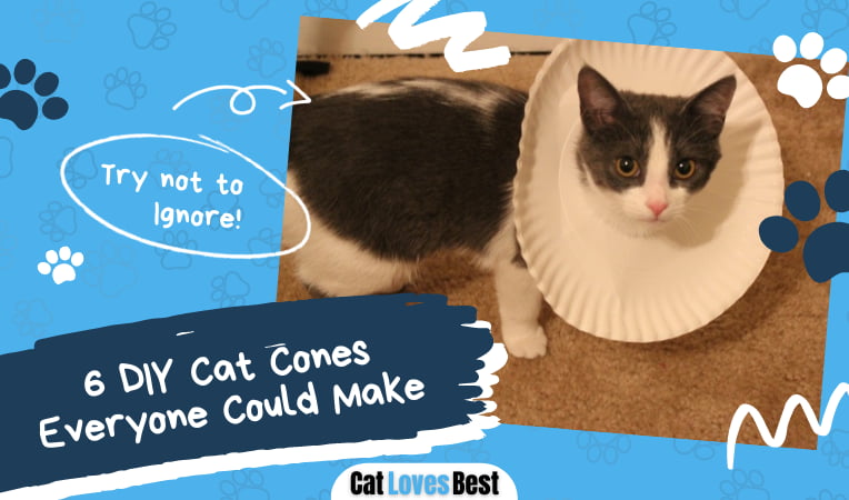 DIY Cat cone