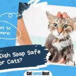 Dawn Dish Soap Safe for Cats
