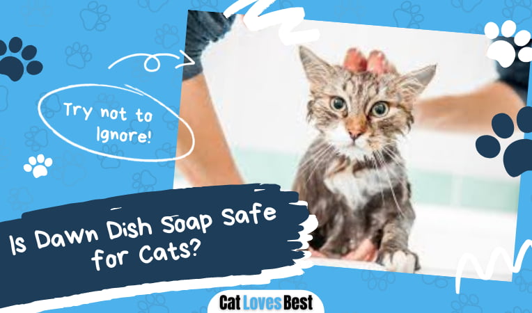 Dawn Dish Soap Safe for Cats