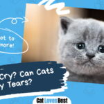 Do Cats Cry