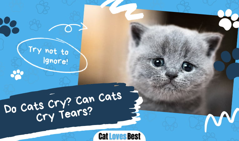 Do Cats Cry