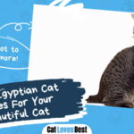 Egyptian Cat Names