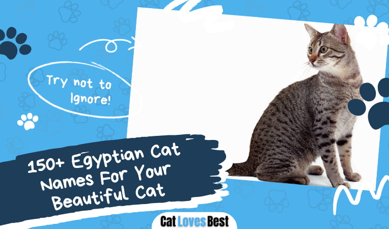 Egyptian Cat Names