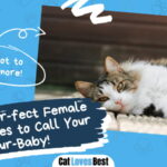 Female Cat Names