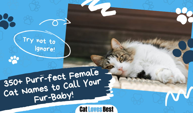 Female Cat Names