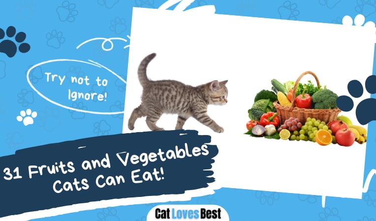 Fruits and Vegetables Cats Can Eat