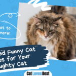 Funny Cat Names