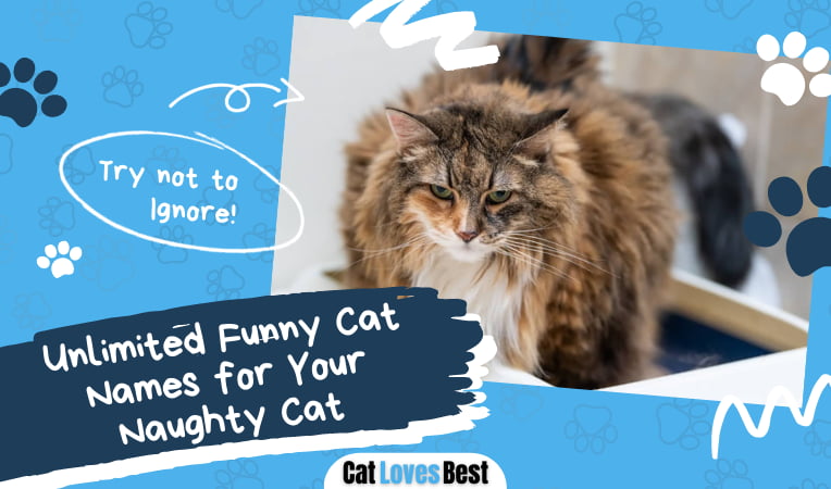 Funny Cat Names