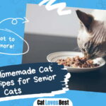 Homemade Cat Food Recipes for Senior Cats