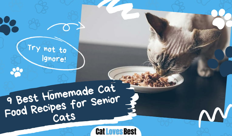 9 Best Homemade Cat Food Recipes for Senior Cats - Cat ...
