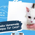 Homemade Flea Shampoo for Cats