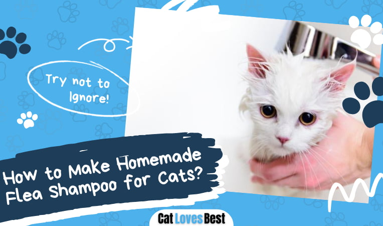 Homemade Flea Shampoo for Cats