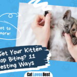 How to Get Your Kitten to Stop Biting