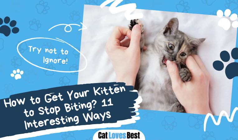How to Get Your Kitten to Stop Biting