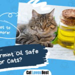 Is Peppermint Oil Safe for Cats