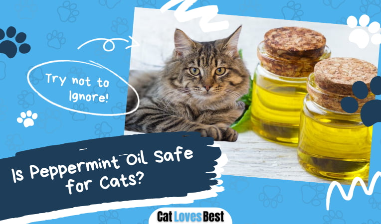 Is Peppermint Oil Safe for Cats