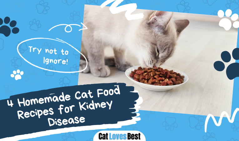 4 Homemade Cat Food Recipes for Kidney Disease (Vet-Approved) - Cat