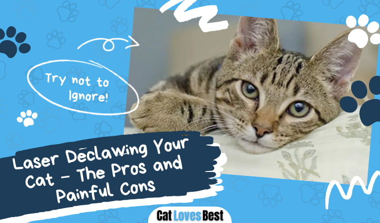 Laser Declawing Your Cat